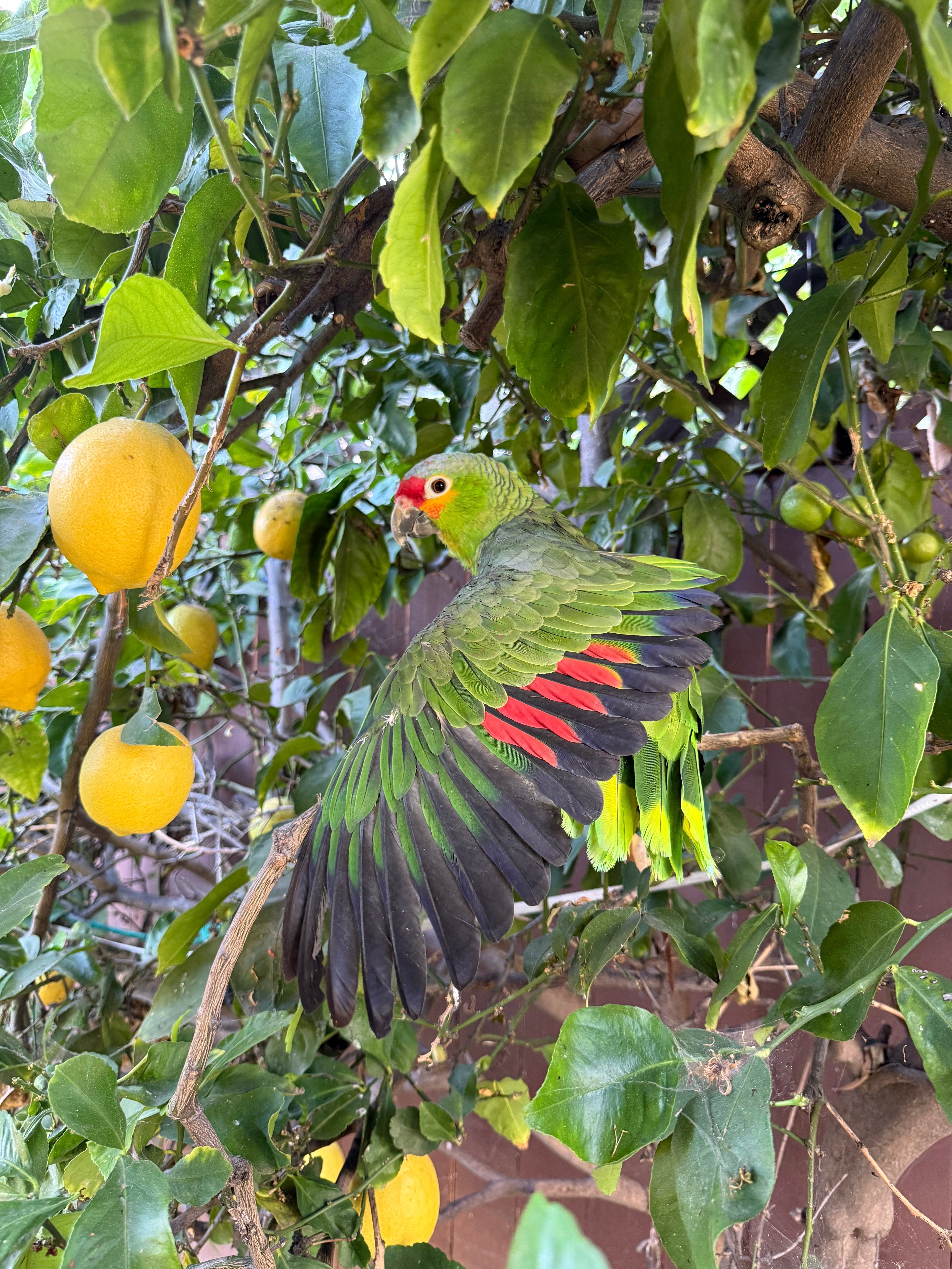 Parrot Pedro Pascal’s TBD Coffee Co Debut